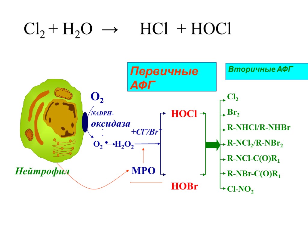 Cl2 + H2O → HСl + HOCl NADPH-оксидаза O2 ● H2O2 Нейтрофил - .